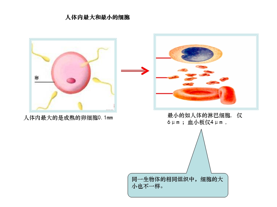 细胞的大小形态-生物必修一课件.ppt_第3页