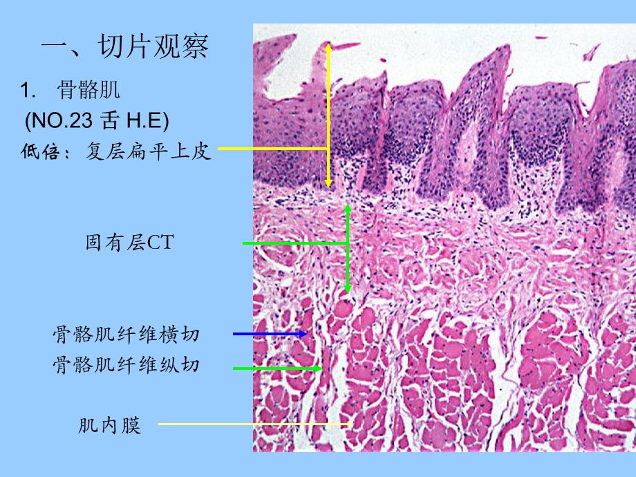 实验3肌组织和神经组织课件.ppt_第3页