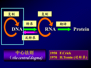 第五章 DNA的生物合成课件.ppt