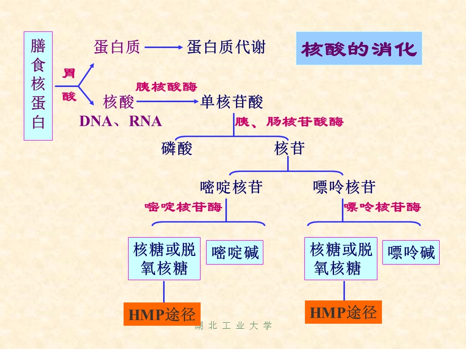 第十二章核酸代谢合成与蛋白质的生物合成课件.ppt_第3页