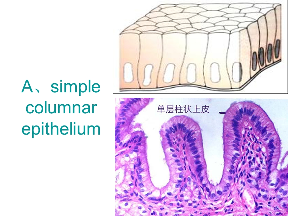 组织胚胎学切片复习（上） 课件.ppt_第1页