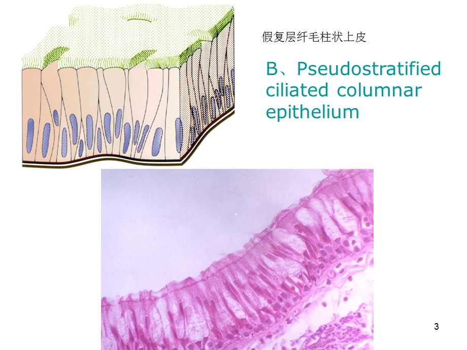 组织胚胎学切片复习（上） 课件.ppt_第3页