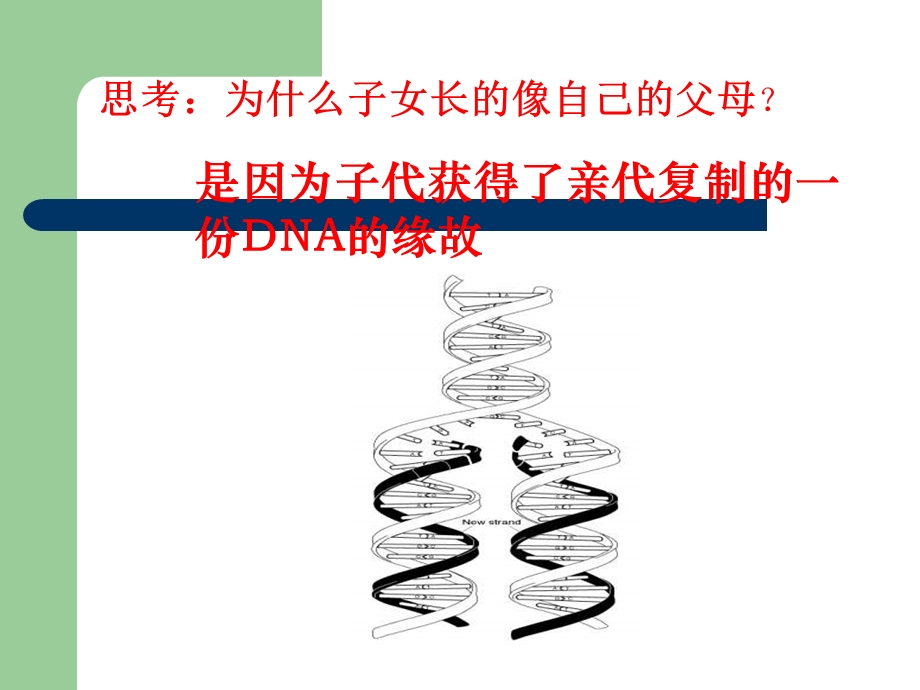 沪科版生物第二册第二节《 DNA复制和蛋白质合成》课件之一.ppt_第3页