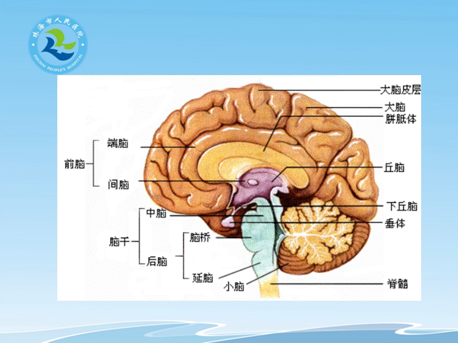 大脑半球各叶的功能 课件.pptx_第3页