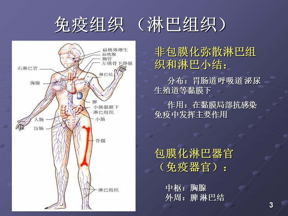 第六版免疫学ppt课件 03 免疫器官和组织.ppt_第3页