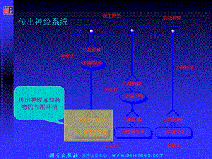 拟肾上腺素药和抗肾上腺素药课件.ppt