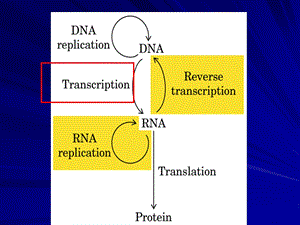 生物化学ppt课件（RNA的生物合成）.ppt