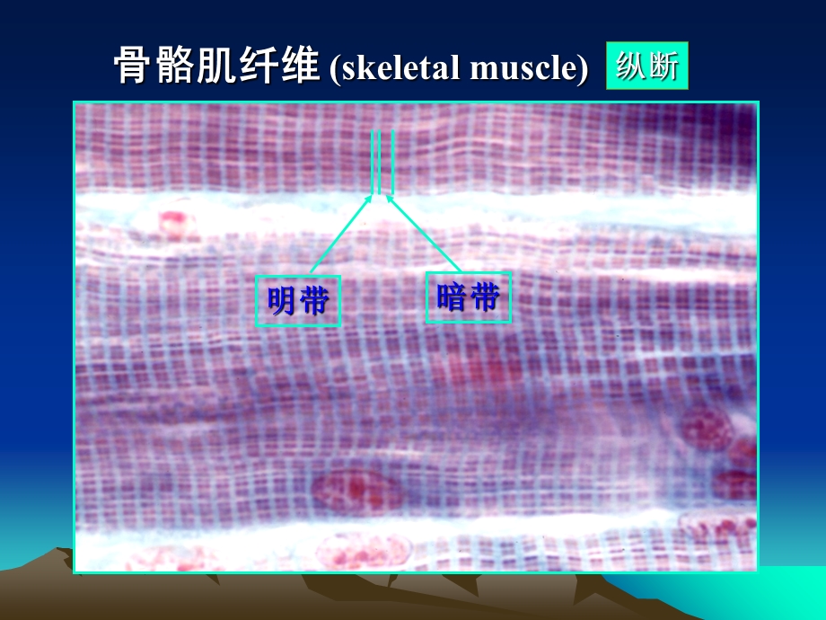 实验四 肌组织、神经组织课件.ppt_第3页