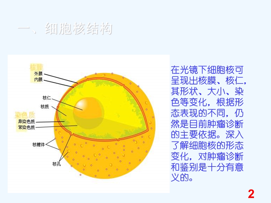 细胞核形态学在诊断病理中意义课件.ppt_第2页