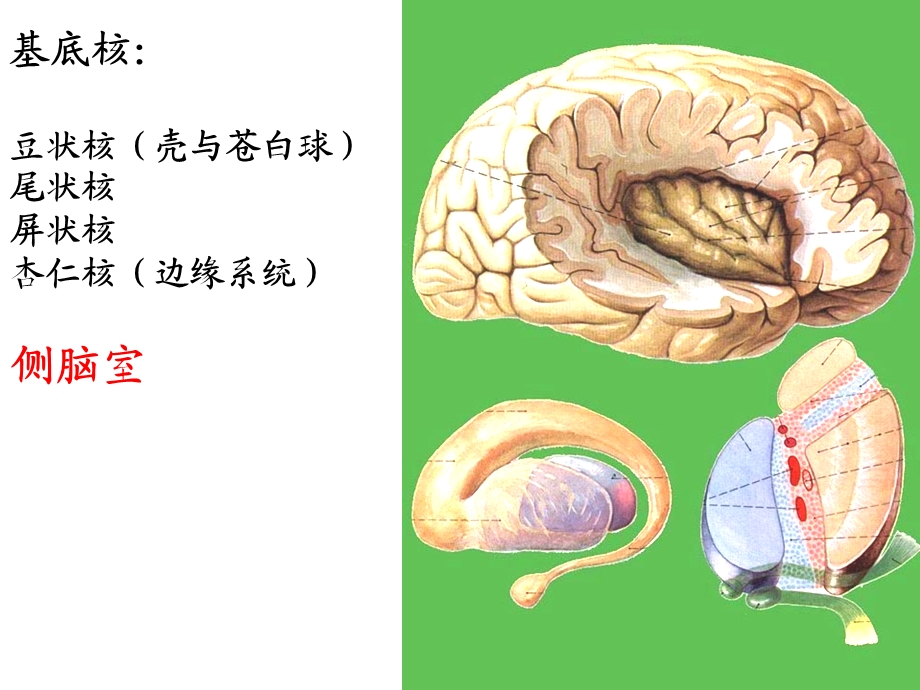 大脑半球内部结构课件.ppt_第2页