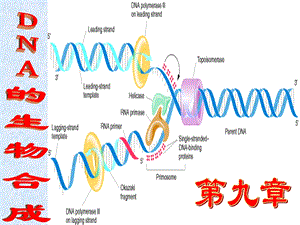 第九章 DNA的生物合成课件.ppt