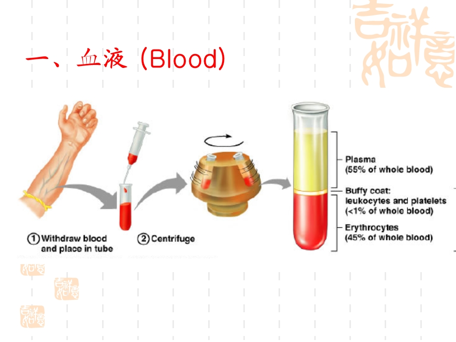 第六章血液动物组织胚胎学ppt课件.ppt_第3页