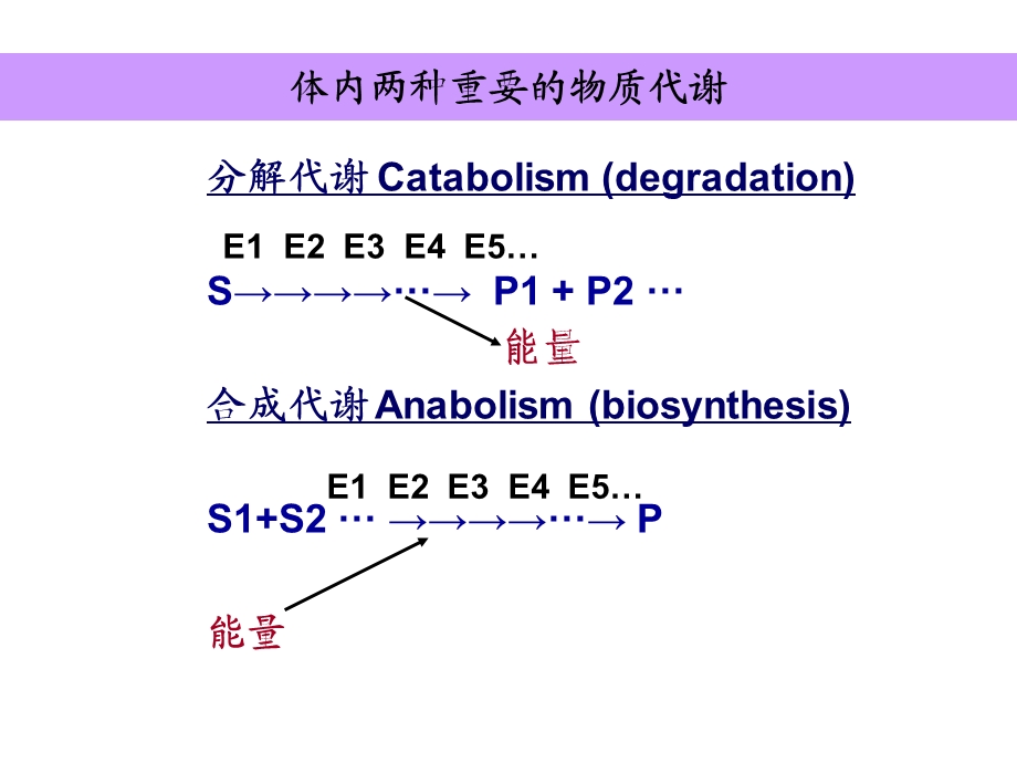 生物化学ppt课件 生物化学复习资料 第四章 糖代谢终稿.ppt_第2页