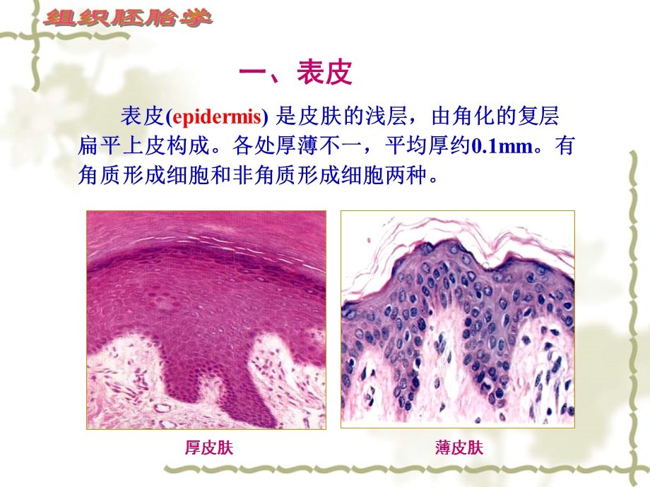 组织学与胚胎学 皮肤ppt课件.ppt_第3页