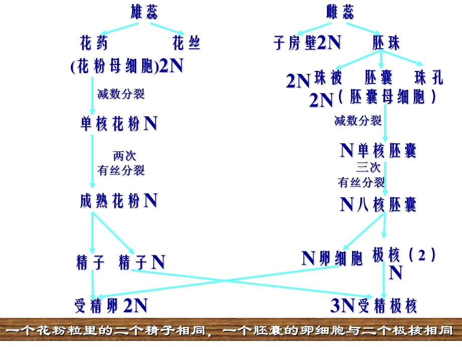 被子植物的个体发育ppt课件.ppt_第3页