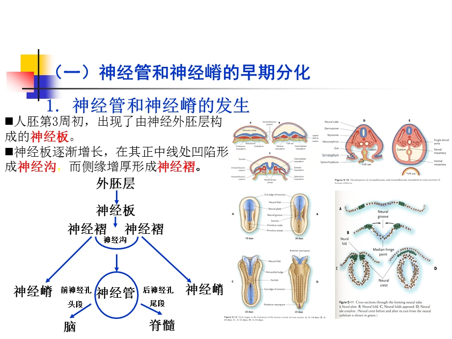 组织胚胎学-25神经系统、眼和耳的发生课件.ppt_第3页