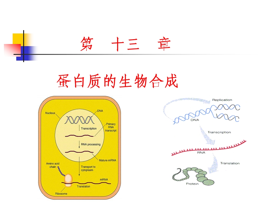 生物化学-第十三章蛋白质生物合成 课件.ppt_第1页