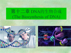 第十二章DNA的生物合成2016课件.ppt