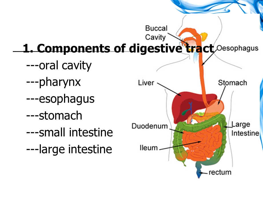 组胚学英文版ppt课件Cardiovascular-System.ppt_第3页