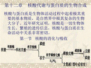 第十二章核酸代谢与蛋白质的生物合成课件.ppt