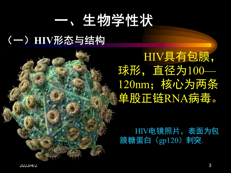 科慢病毒亚科,是引起获得性免疫缺陷综合征（AIDS；艾滋课件.ppt_第3页