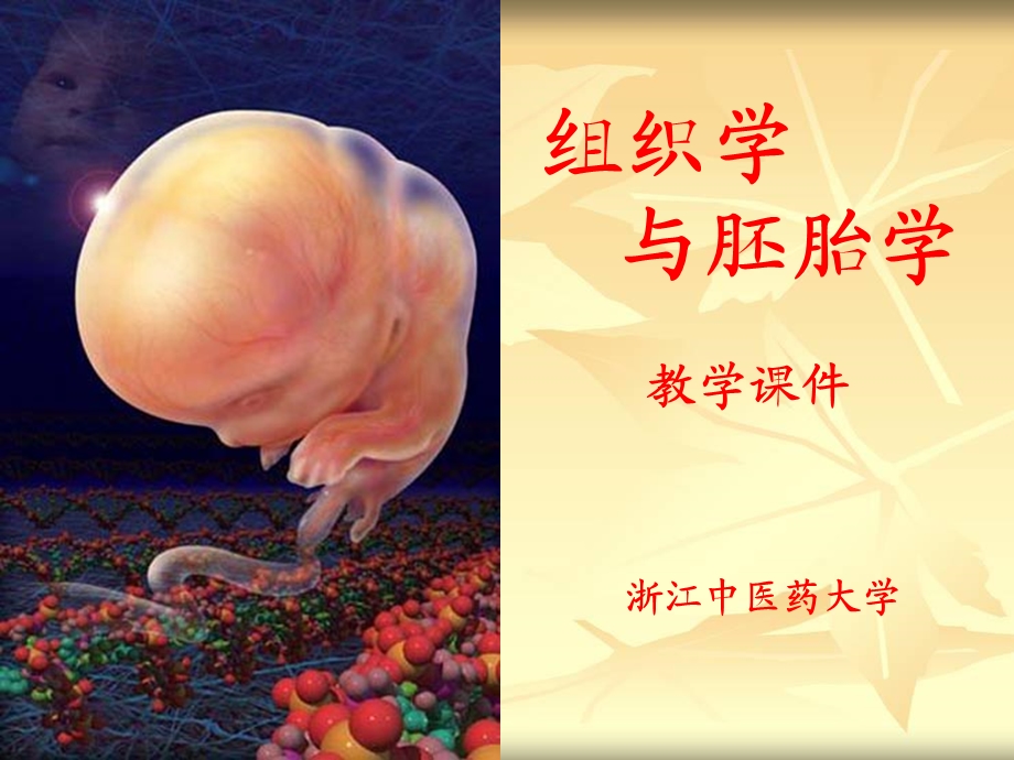 组织学与胚胎学结缔组织课件.ppt_第1页