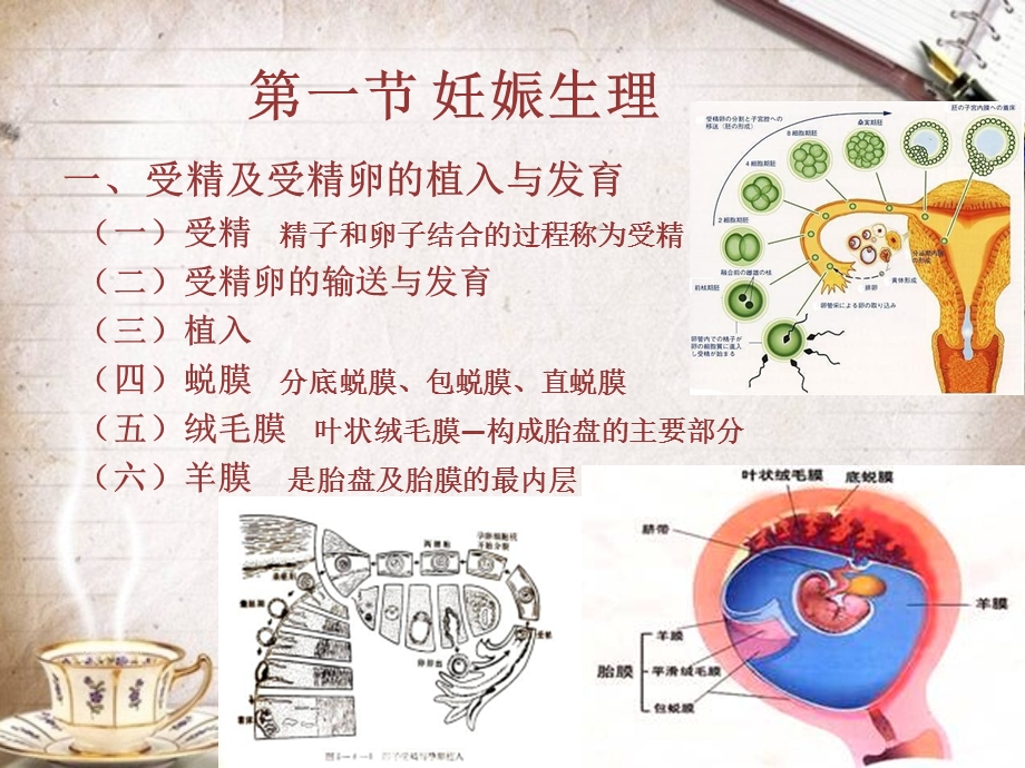 第三章正常妊娠期孕妇的护理ppt课件.ppt_第2页