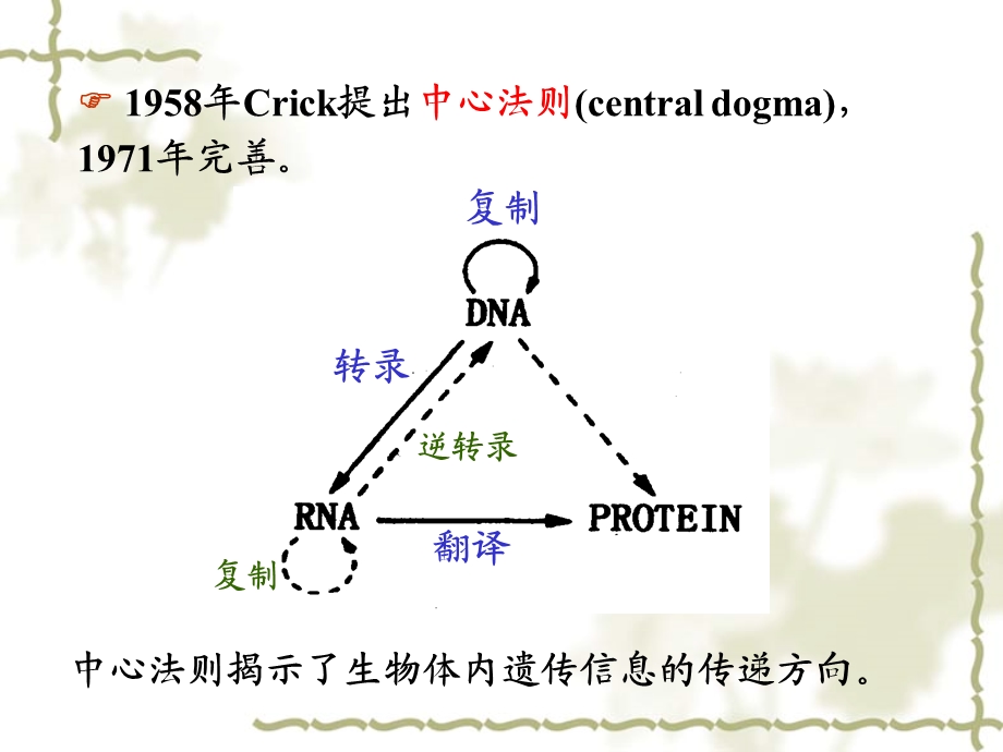 第13章 DNA的生物合成课件.ppt_第3页