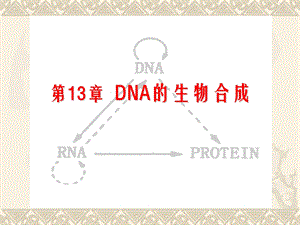 第13章 DNA的生物合成课件.ppt