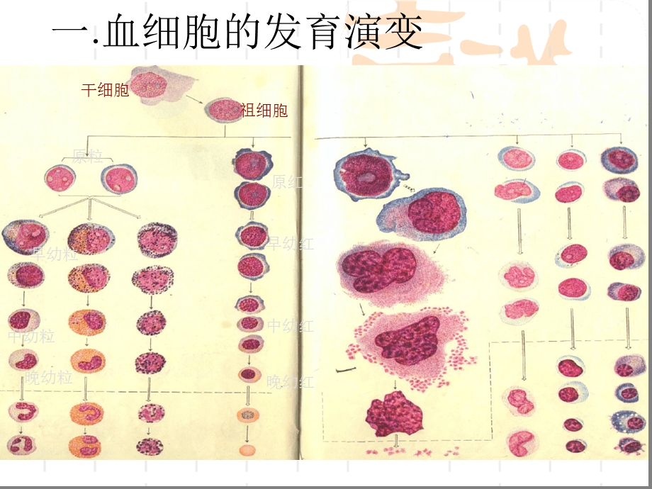 血细胞发育过程中的形态演变规律ppt课件.ppt_第3页