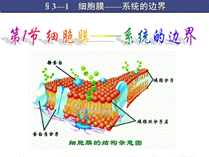 细胞膜-系统的边界(赛课)要点课件.ppt