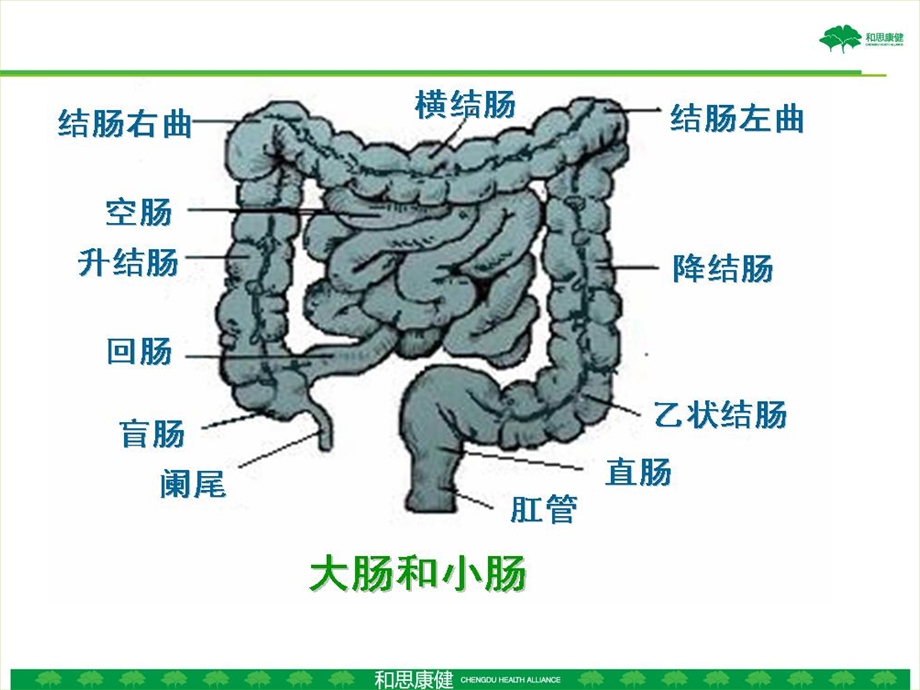 老人便秘的护理 课件.ppt_第3页