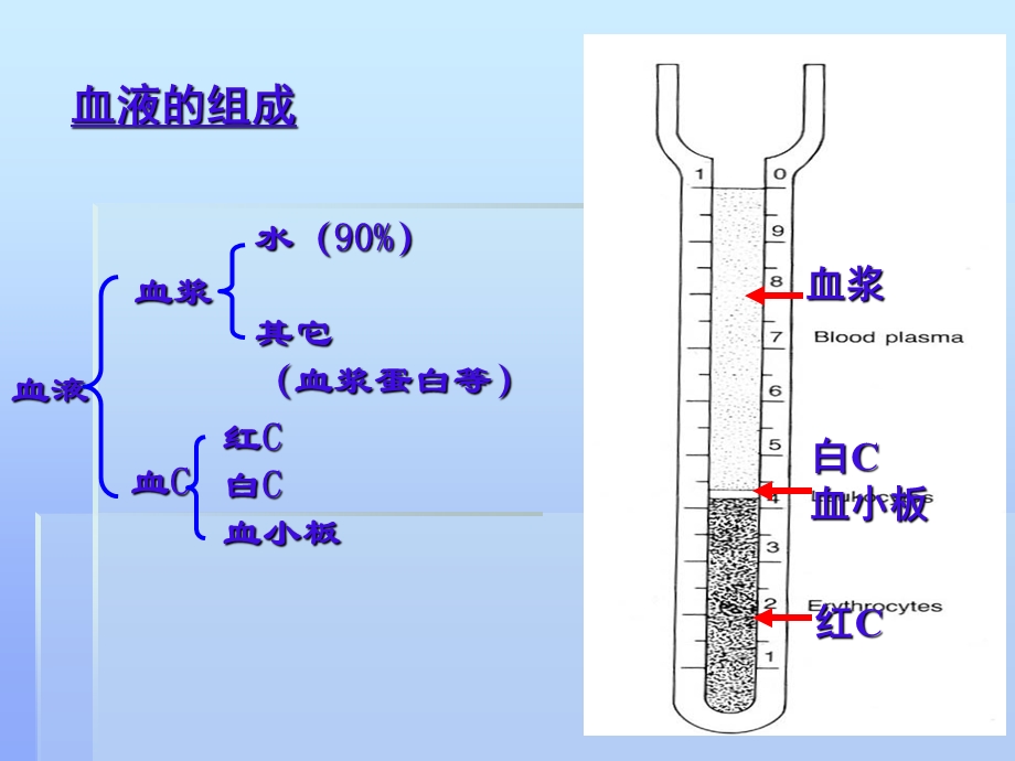 组织胚胎学——血液临本课件.ppt_第2页