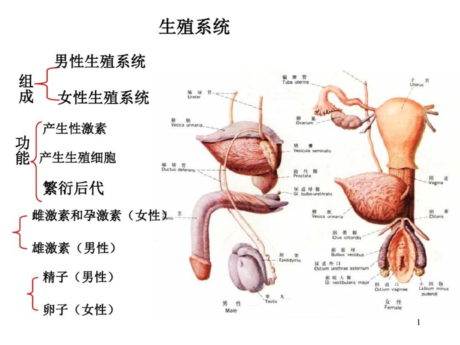 人体解剖之男性生殖系统课件.ppt_第1页