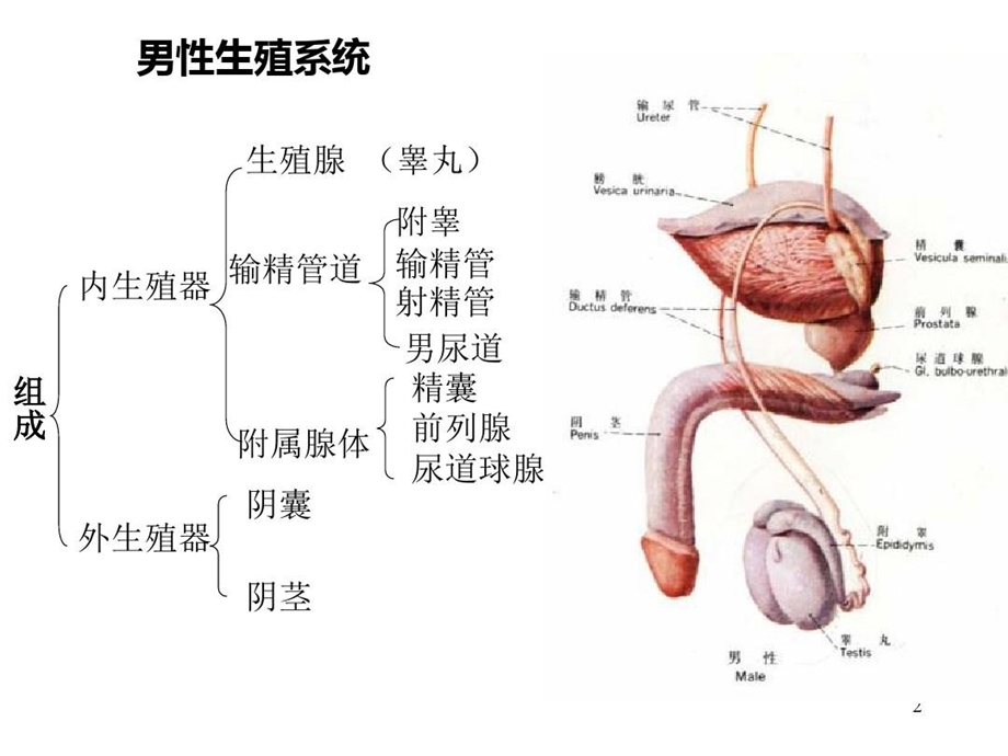 人体解剖之男性生殖系统课件.ppt_第2页