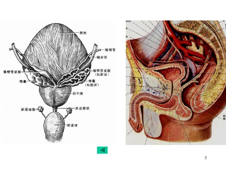 人体解剖之男性生殖系统课件.ppt_第3页