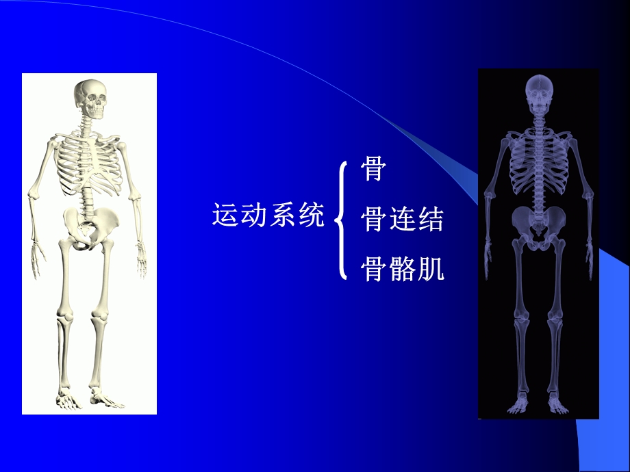 第三章 运动系统(骨骼学)课件.ppt_第2页