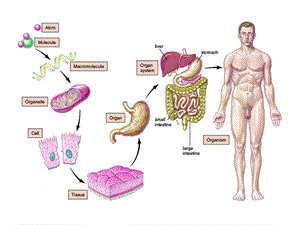 组织、器官和系统 课件.ppt