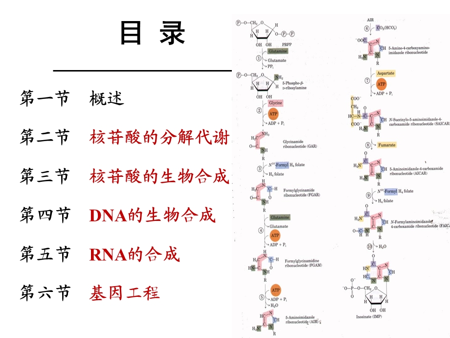 生物化学基础靳利娥第9章 核酸代谢课件.ppt_第3页