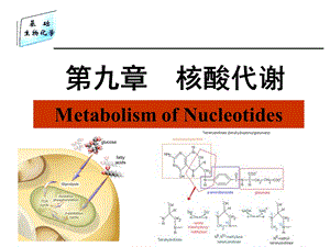 生物化学基础靳利娥第9章 核酸代谢课件.ppt