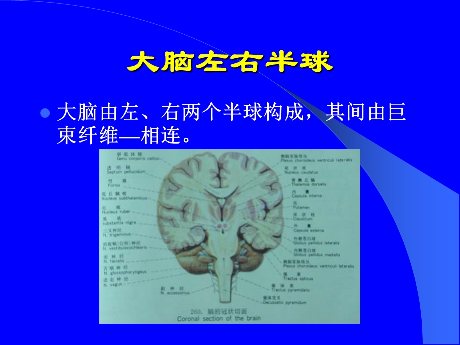 大脑半球与助听器选配的关系课件.ppt_第2页