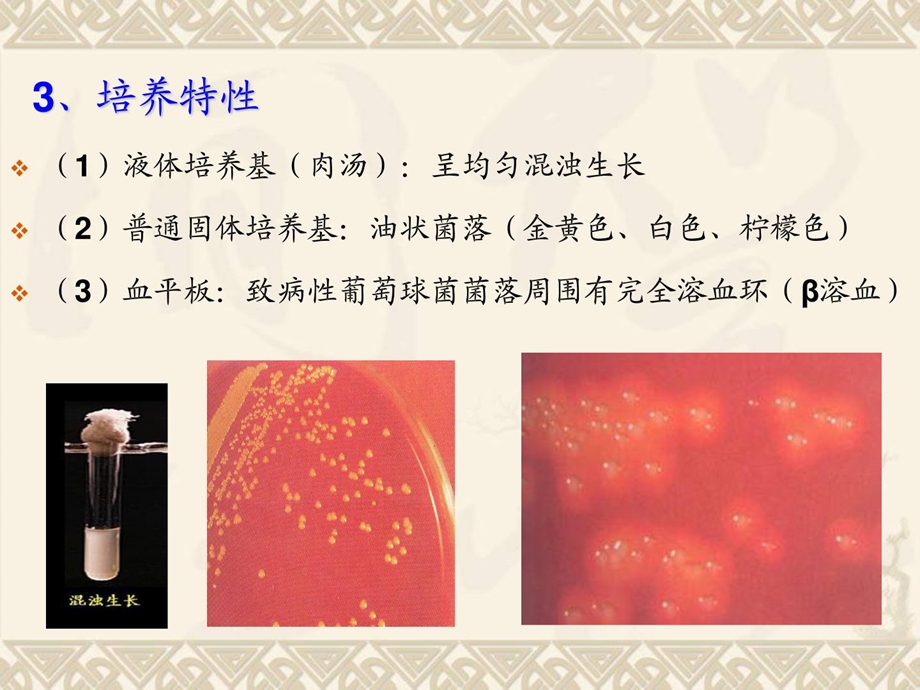 皮肤黏膜、软组织及创伤沾染细菌课件.ppt_第3页