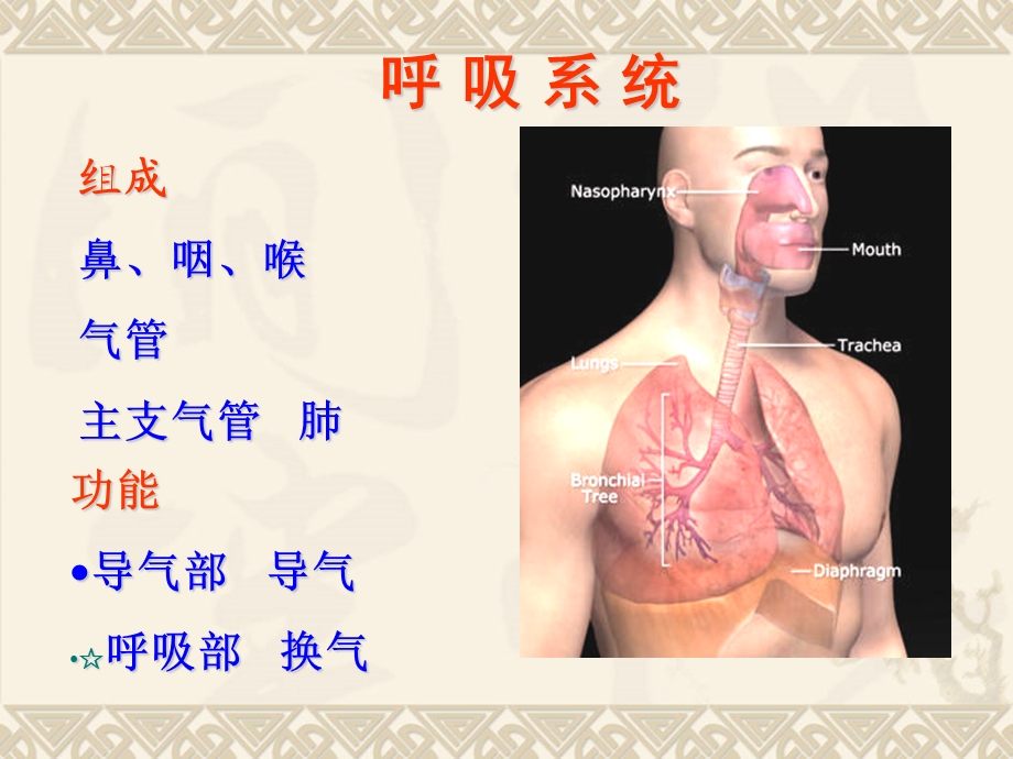 组织学与胚胎学精品ppt课件-呼吸系统.ppt_第2页