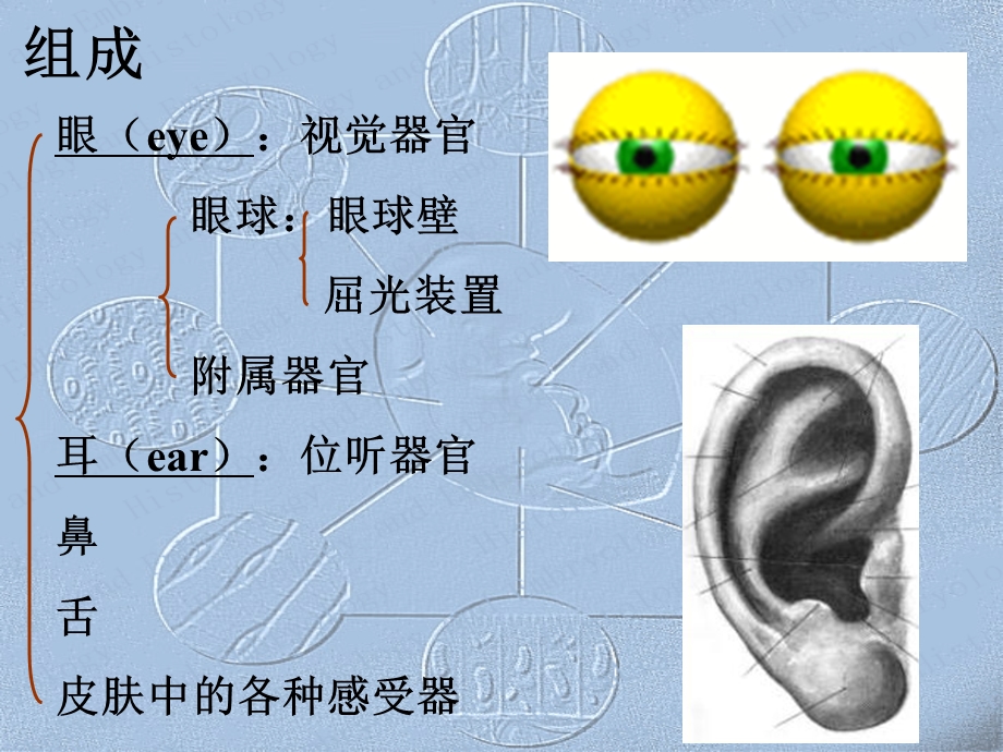 最全组织胚胎学感觉器官课件.ppt_第2页