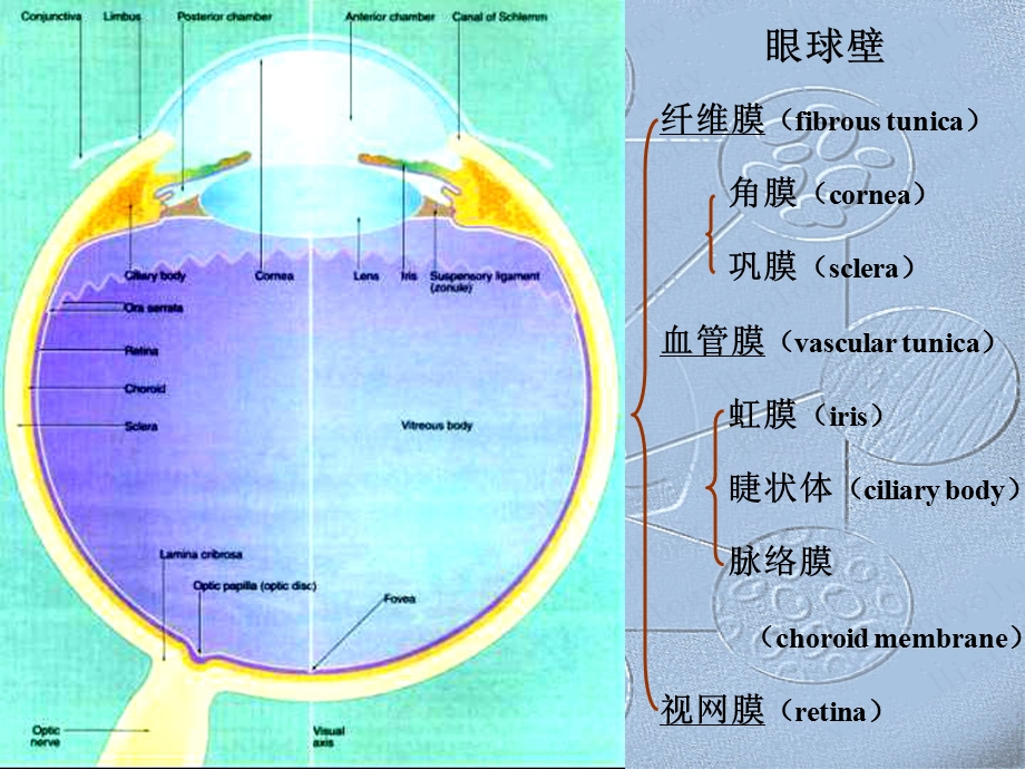 最全组织胚胎学感觉器官课件.ppt_第3页