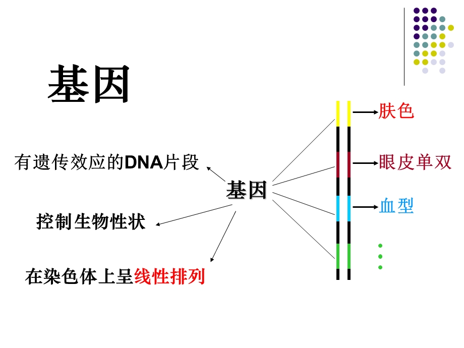 必修2第四章第1节 基因指导蛋白质的合成 高一生物课件教案 人教版.ppt_第3页