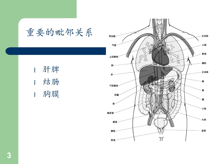 经皮肾穿刺点的选择课件.ppt_第3页