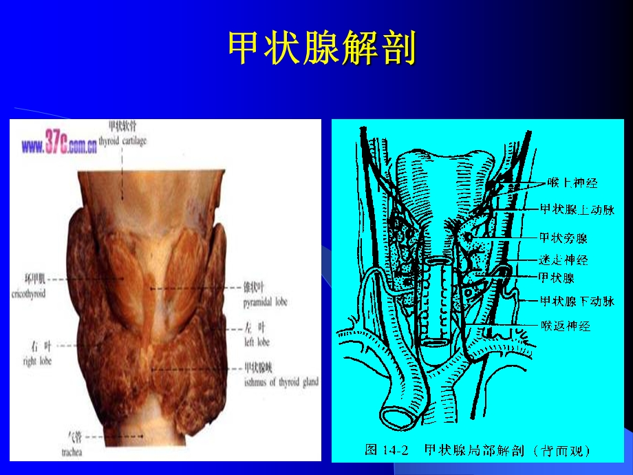 讲课(颈部疾病)课件.ppt_第2页