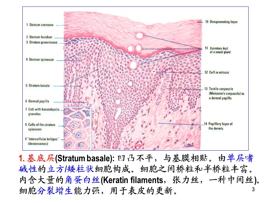 组织学与胚胎学 皮肤课件.ppt_第3页