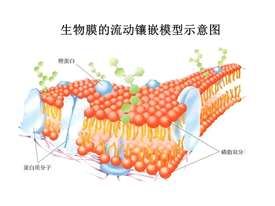 葡萄糖氢钠钾钙镁等离子课件.ppt_第2页